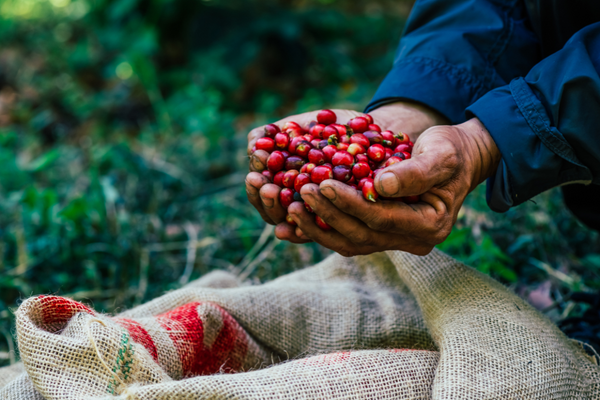 SL28 - A Kenyan Specialty Coffee Variety's Rise to Global Recognition